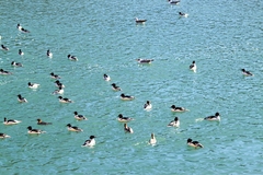 Mergus merganser