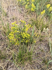 Bupleurum bicaule