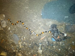 Micrurus lemniscatus