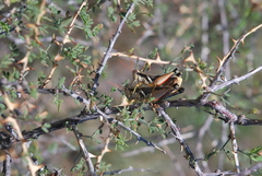 Melanoplus glaucipes