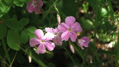Phlox adsurgens