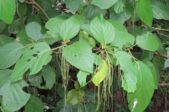 Myriocarpa longipes
