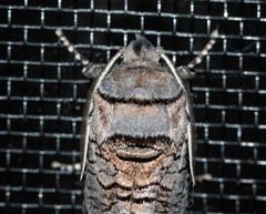 Culama suffusca