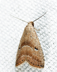 Hypenodes caducus