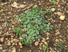 Andrographis serpyllifolia