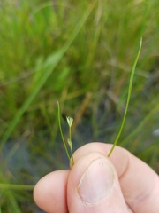 Scleria verticillata