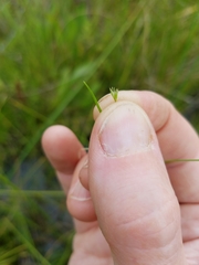 Scleria verticillata