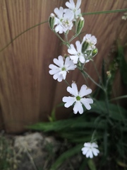 Silene linnaeana