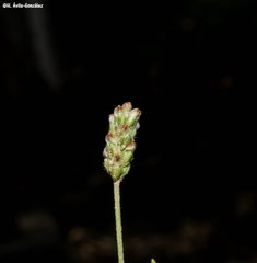 Plantago linearis