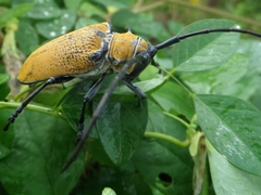 Celosterna luteopubens