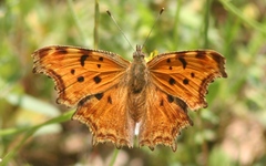Polygonia egea