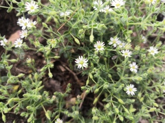 Stellaria dichotoma