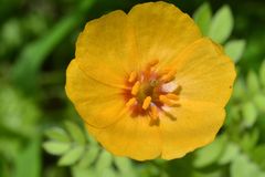 Kallstroemia tribuloides