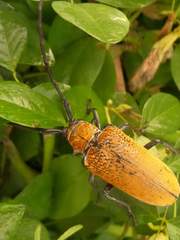 Celosterna luteopubens