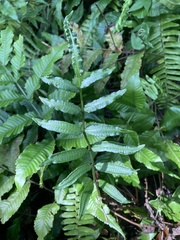 Bolbitis heteroclita