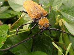 Celosterna luteopubens