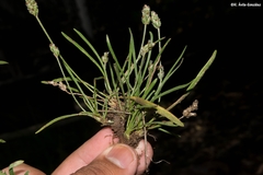 Plantago linearis
