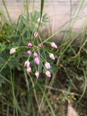 Allium anisopodium