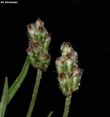 Plantago linearis
