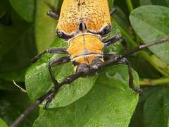 Celosterna luteopubens
