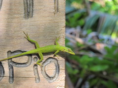 Anolis allisoni