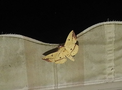 Eacles imperialis pini