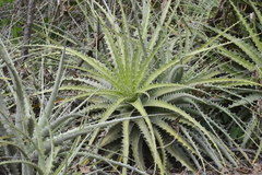 Encholirium spectabile