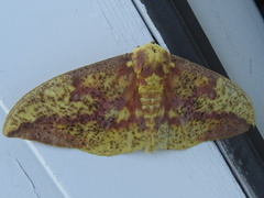 Eacles imperialis pini