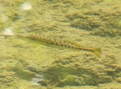 Micropterus cahabae