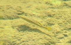 Micropterus cahabae