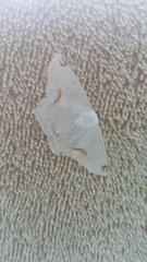Sericoptera