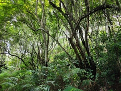 Senna siamea