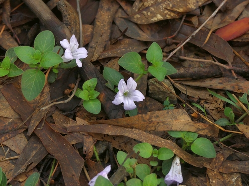 Ruellia prostrata