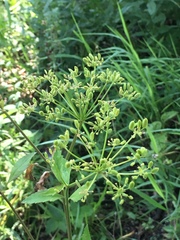 Zizia aurea