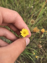 Hieracium longipilum