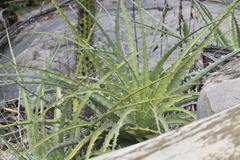 Encholirium spectabile