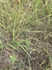 Hieracium longipilum