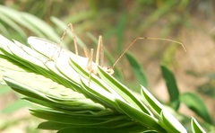 Zelus cervicalis