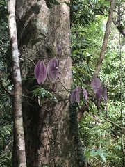 Lindsayomyrtus racemoides