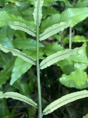 Bolbitis heteroclita