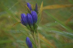 Gentiana pneumonanthe