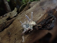 Gibellula leiopus