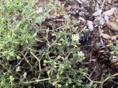 Stellaria dichotoma