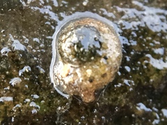 Helicopsyche borealis