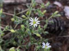 Stellaria dichotoma