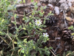 Stellaria dichotoma
