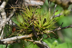 Tillandsia loliacea