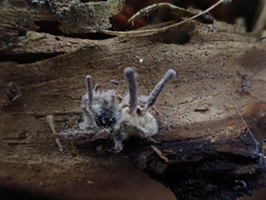 Gibellula leiopus