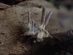Gibellula leiopus