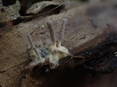 Gibellula leiopus